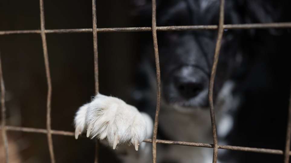 Τι αλλάζει με το νομοσχέδιο για τα ζώα συντροφιάς και τα αδέσποτα