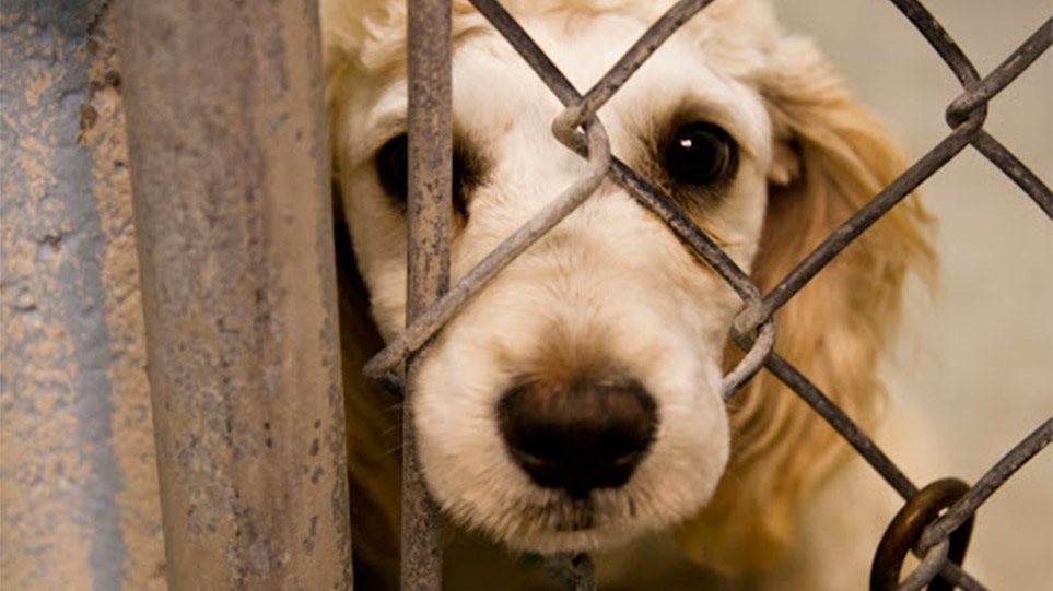 Πέτσας: Ανακοίνωσε 5 εκατ. ευρώ για τη στείρωση των ζώων συντροφιάς