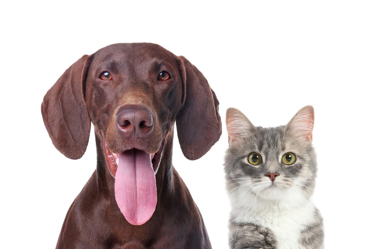 Οκτώ τρόποι να κάνετε μόνοι σας check-up στον σκύλο ή τη γάτα
