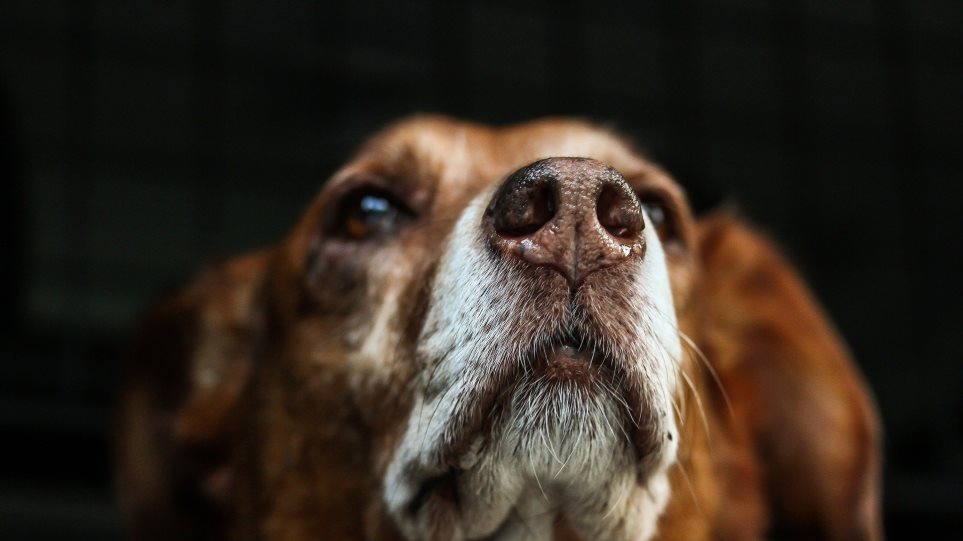Κορωνοϊός: Εκπαιδευμένα σκυλιά μπορούν να εντοπίσουν ανθρώπους που έχουν μολυνθεί, λένε ειδικοί