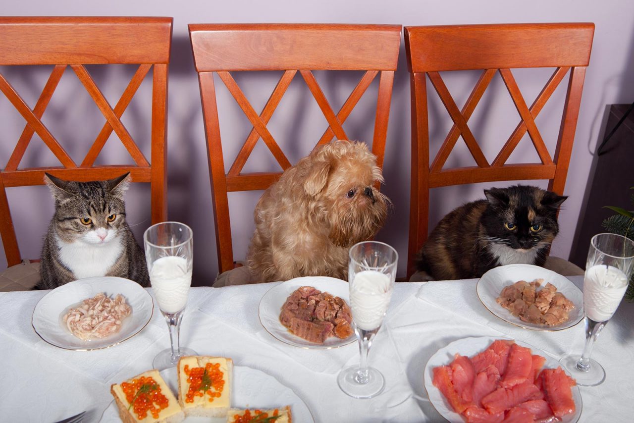 Πόσο σωστό είναι ο σκύλος και η γάτα να τρώνε από το ίδιο πιάτο