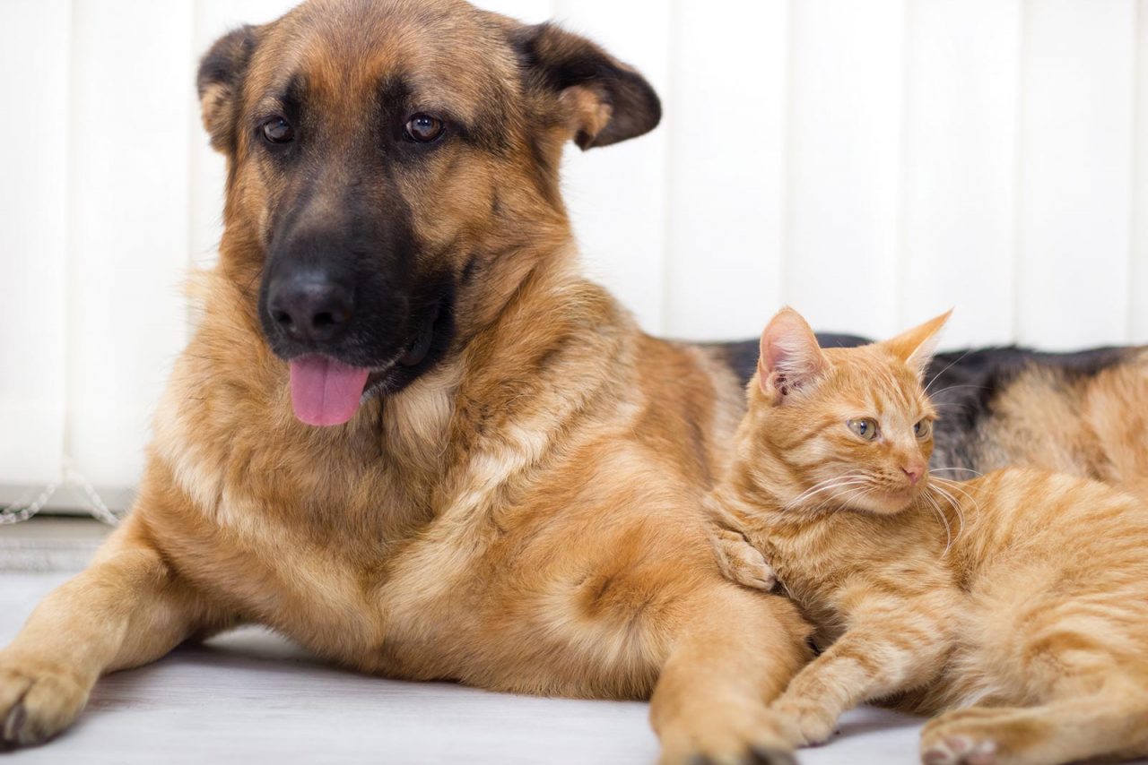 Σκύλος και γάτα: Όλα τα μυστικά για μια ομαλή συγκατοίκιση