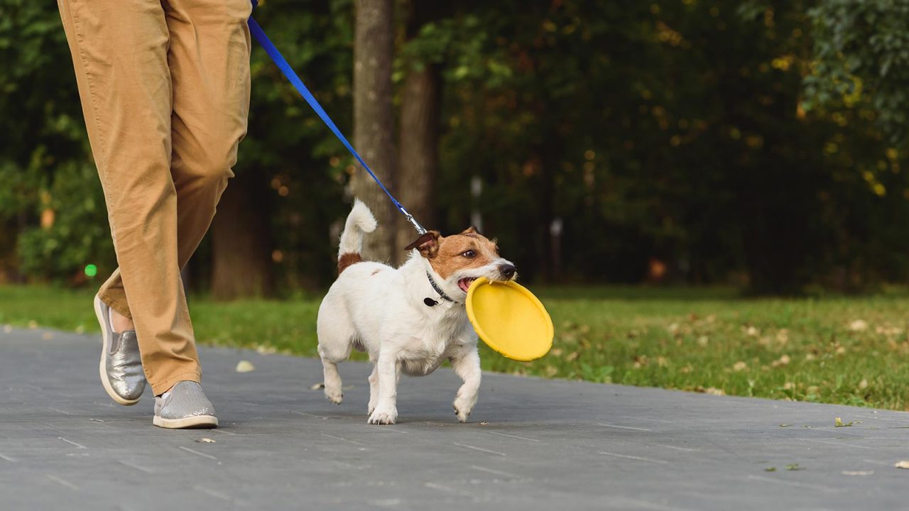 Dog walker: Η λύση για να μη χάνει ο σκύλος ούτε μια βόλτα