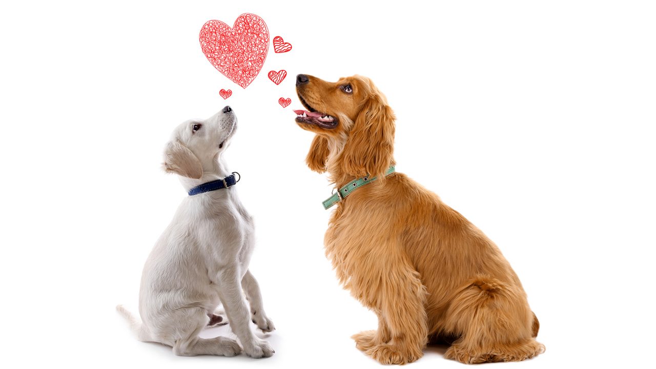 Σκύλος και γάτα: Τι ρόλο παίζει ο… έρωτας στη ζωή τους;