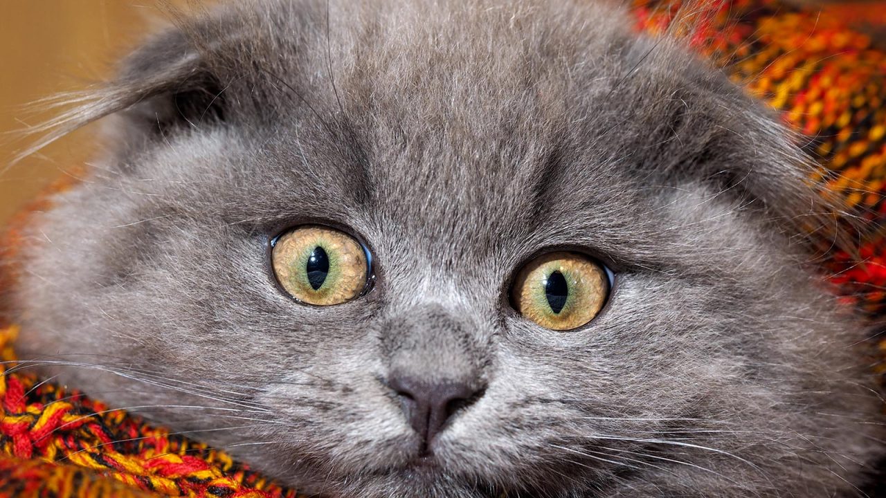 Γάτες με αλλεργίες: Τα ενοχλητικά συμπτώματα – Οι τροφές που βοηθούν