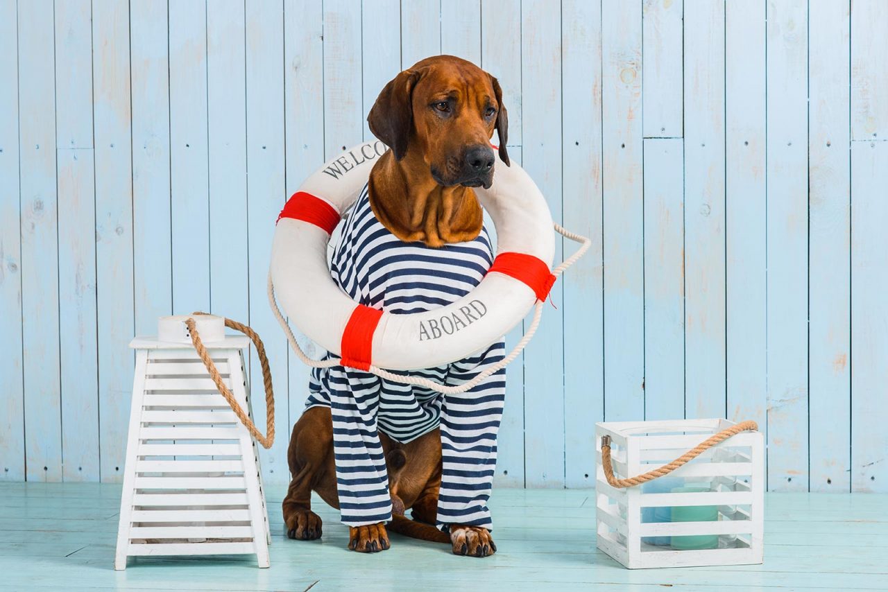 Σκύλος στο πλοίο: Tips για ευχάριστο και ασφαλές ταξίδι