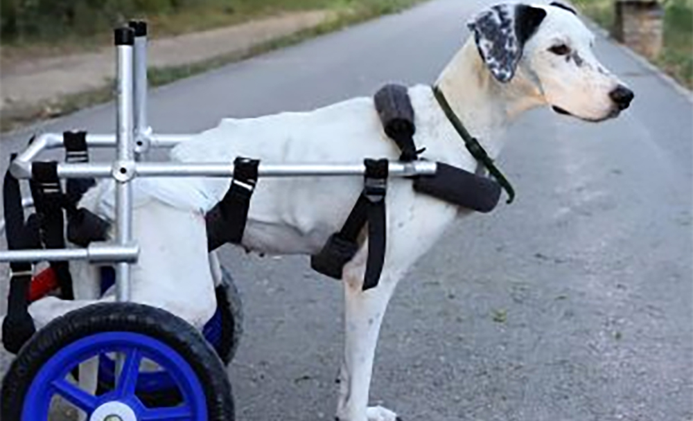 Τραυματισμένα ζωάκια: Το αμαξίδιο που τα βοηθά να περπατήσουν και τους χαρίζει αξιοπρέπεια