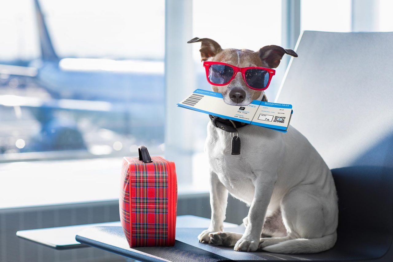 Στο αεροπλάνο με το σκύλο ή τη γάτα: Όλα τα tips για να πετάξετε με ασφάλεια