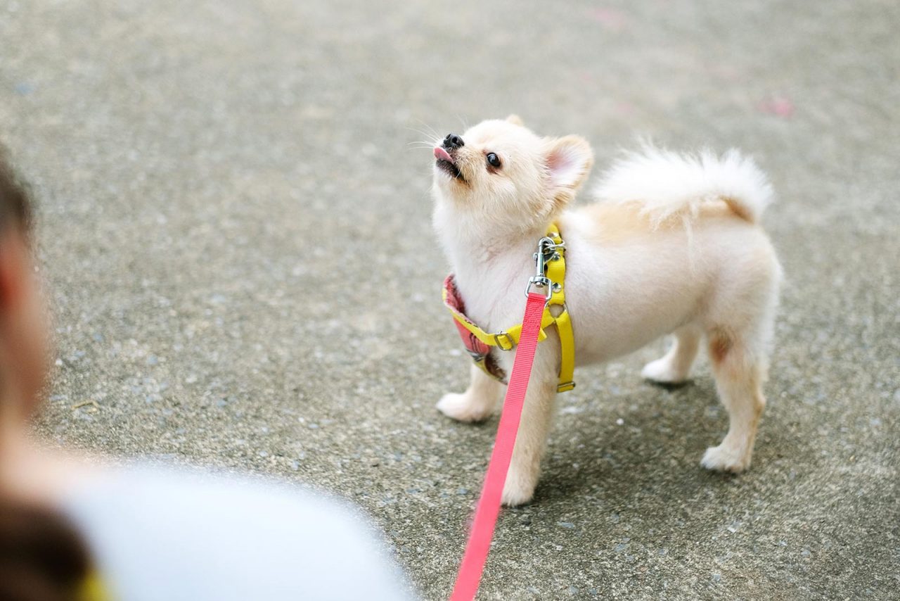 Σκύλος – Βόλτα: Δέκα λόγοι που τα στυλώνει – Πώς θα τον κάνετε να συνεχίσει
