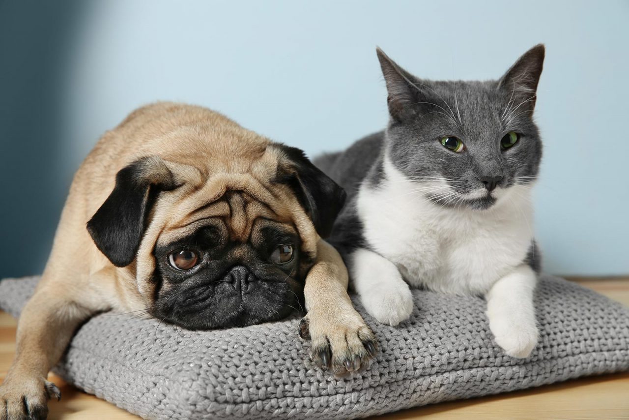 Σκύλος και γάτα: Τι είναι η «θεραπευτική κρίση» -Τips για να την αντιμετωπίσετε σωστά