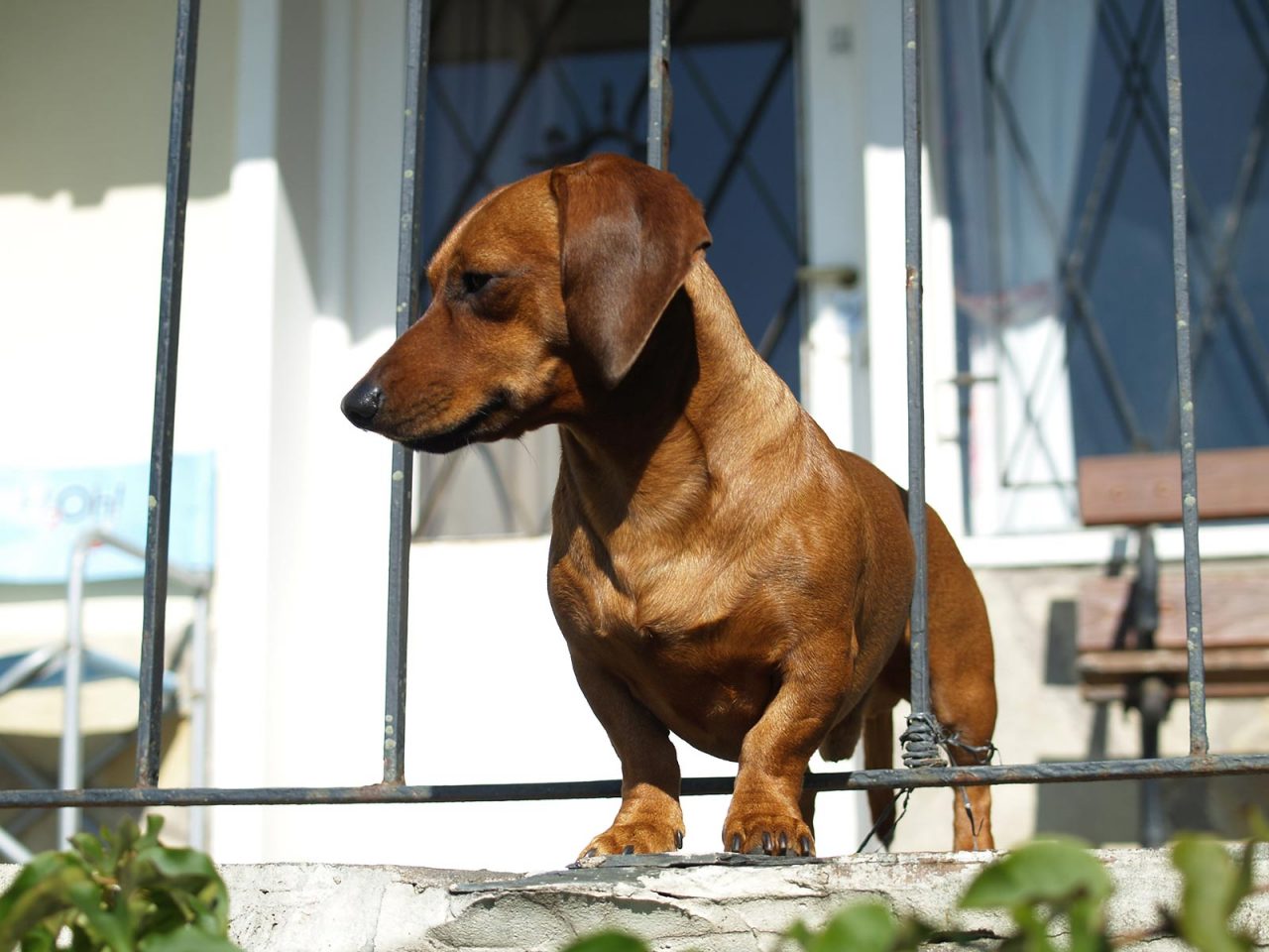 Σκύλος: Γαβγίζει στο μπαλκόνι; Tips για να σταματήσει