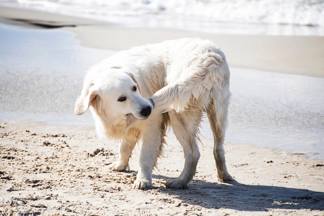 Σκύλος: Επτά λόγοι που κυνηγά την ουρά του – Πότε να ανησυχήσετε