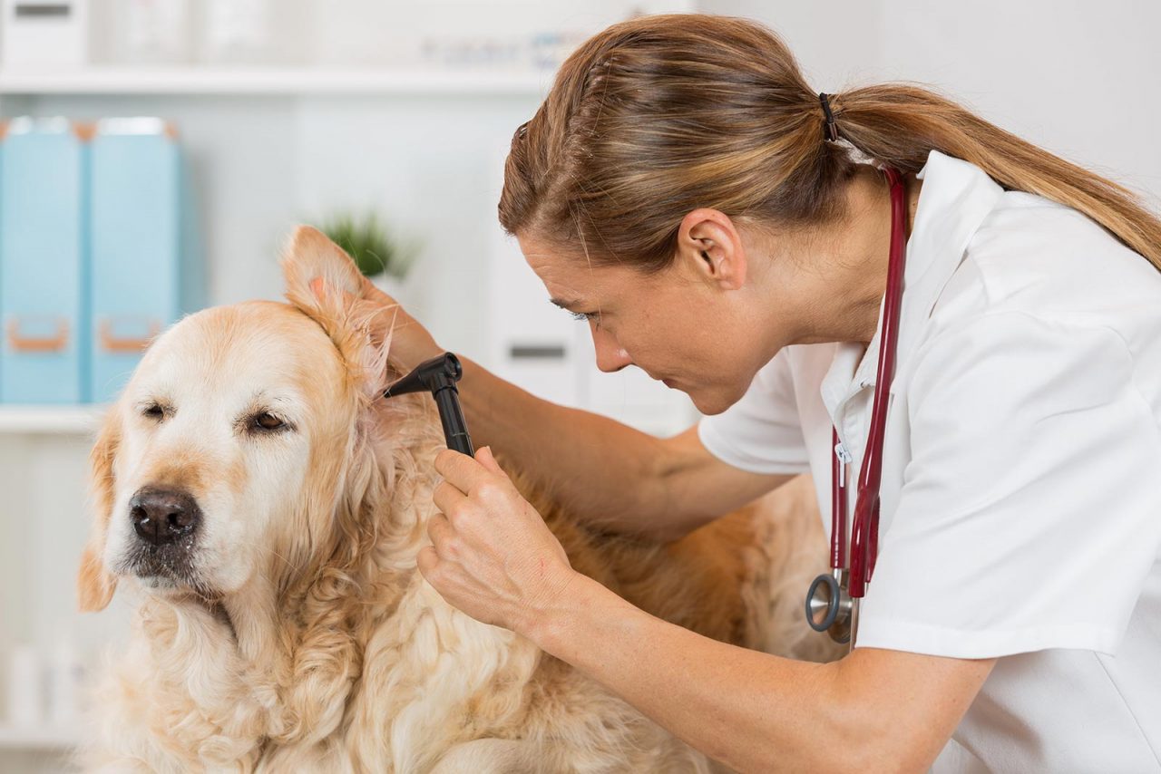 Σκύλος: Ο βασικός ιατρικός έλεγχος μετά τις διακοπές – Τι να προσέξετε
