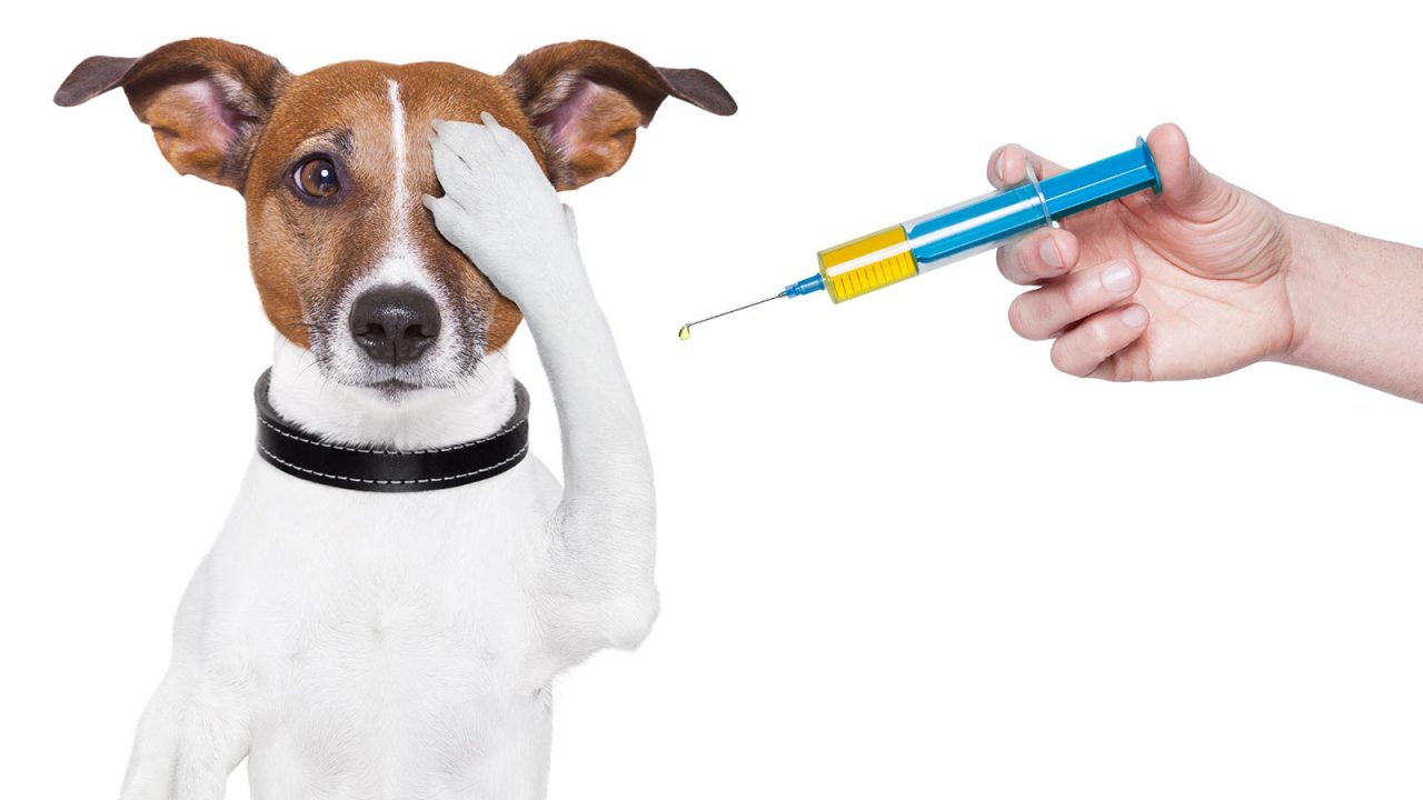Κτηνίατρος: Τον φοβάται ο σκύλος; Πώς θα τον δει με καλό μάτι