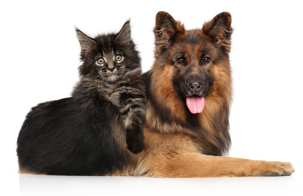 Τι πρέπει να κάνετε στον σκύλο σας μέχρι τον Μάρτιο – Ο νέος νόμος για τους ιδιοκτήτες ζώων συντροφιάς