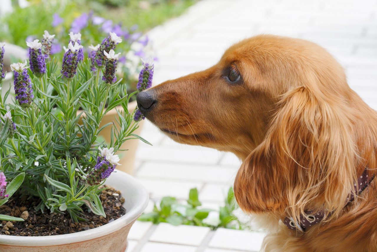 Παράσιτα: Τα φυτά και οι τροφές που προστατεύουν τον σκύλο