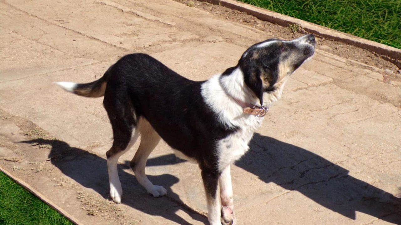 Η αδέσποτη σκυλίτσα που κινδύνεψε να χάσει το πόδι της αναζητά οικογένεια