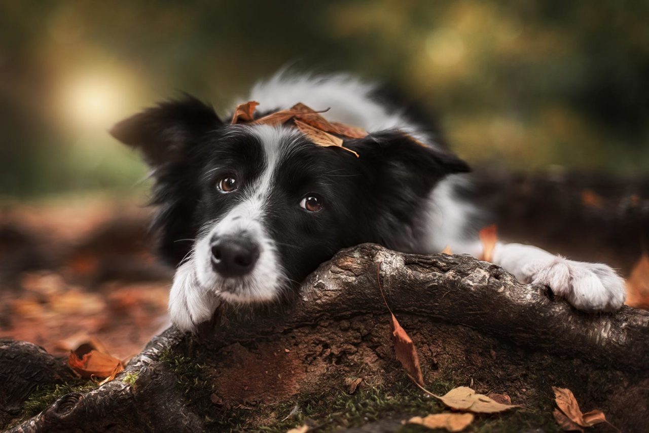 Υιοθεσία σκύλου: Επτά σοβαροί λόγοι να το ξανασκεφτείτε πριν το κάνετε