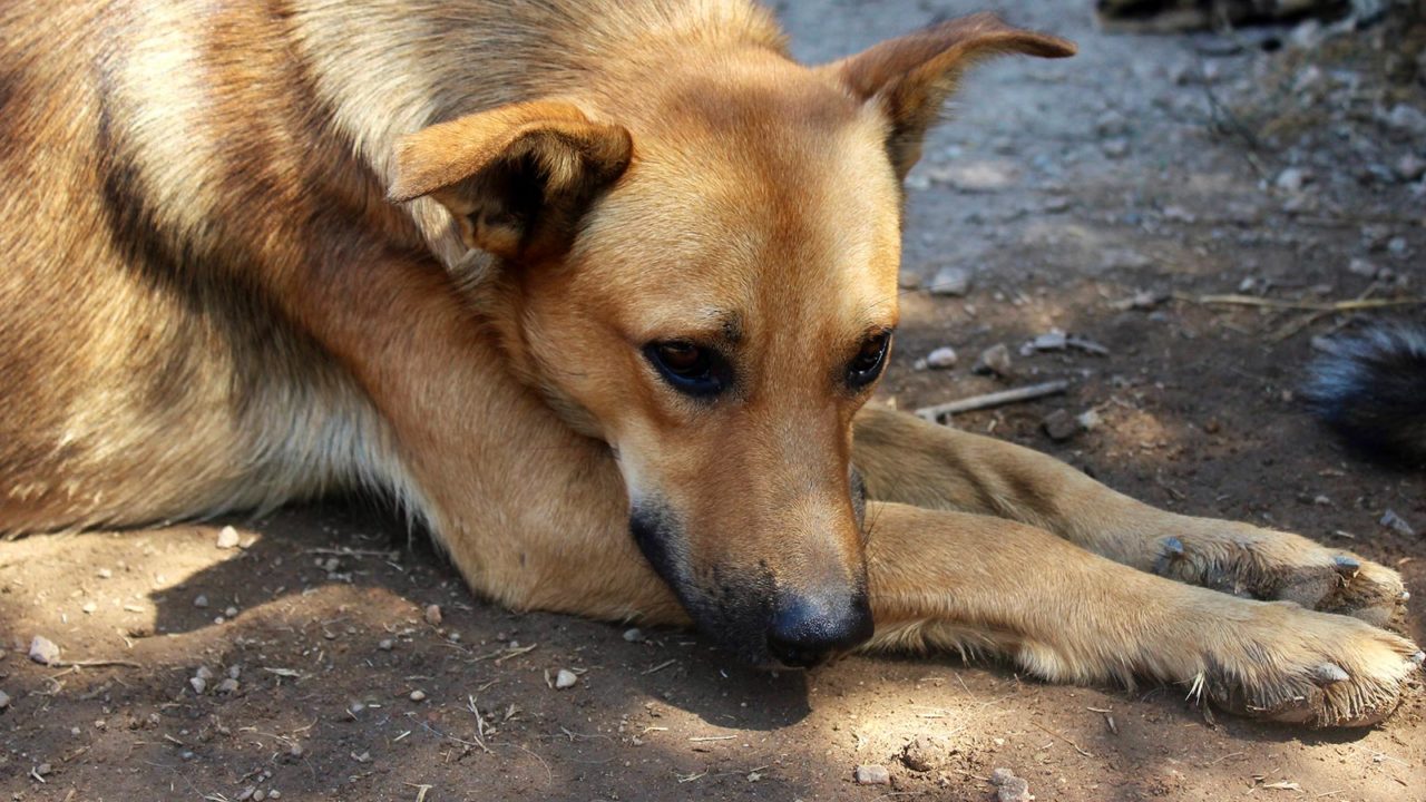Σκύλος από καταφύγιο: Η σωστή προετοιμασία ώστε να ενταχθεί σε νέα οικογένεια