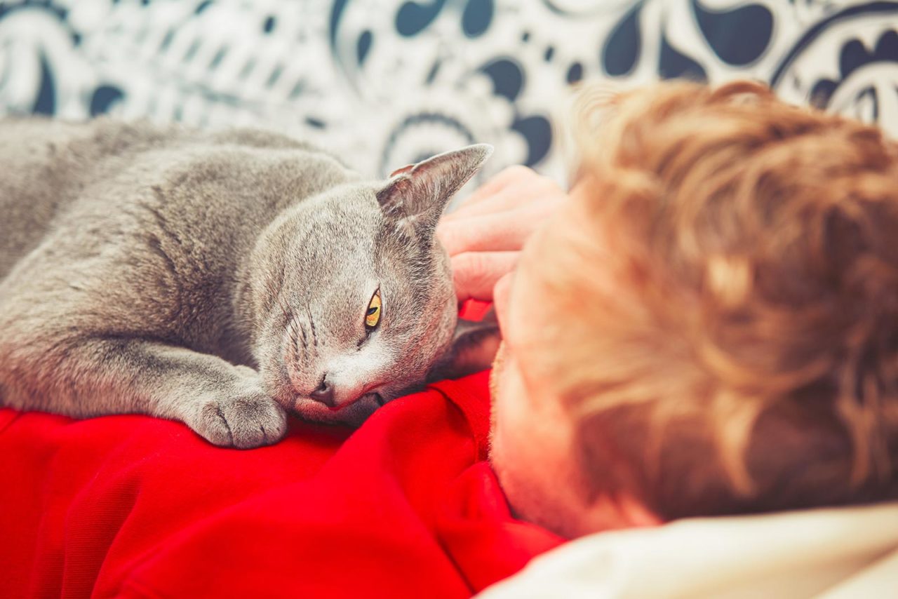 Γάτα: Τι μας «λέει» όταν γουργουρίζει