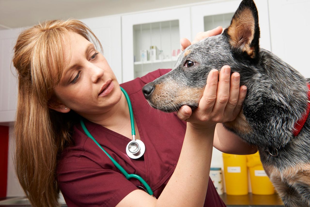 Σκύλος με καλαζάρ: Τι ορίζει ο νέος νόμος  για την αντιμετώπισή του