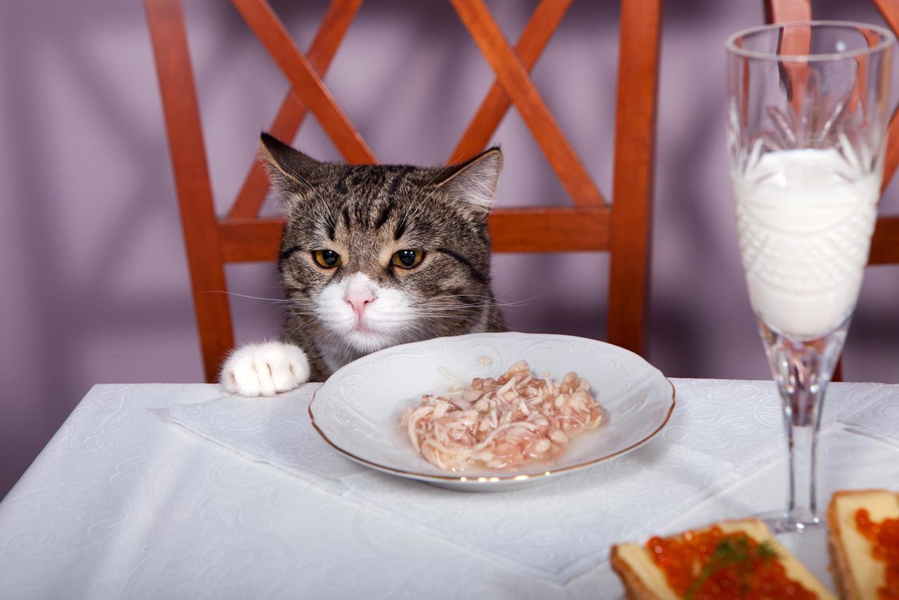 Γάτα: Τι πρέπει να τρώει και τι όχι για την θωράκιση της υγείας της