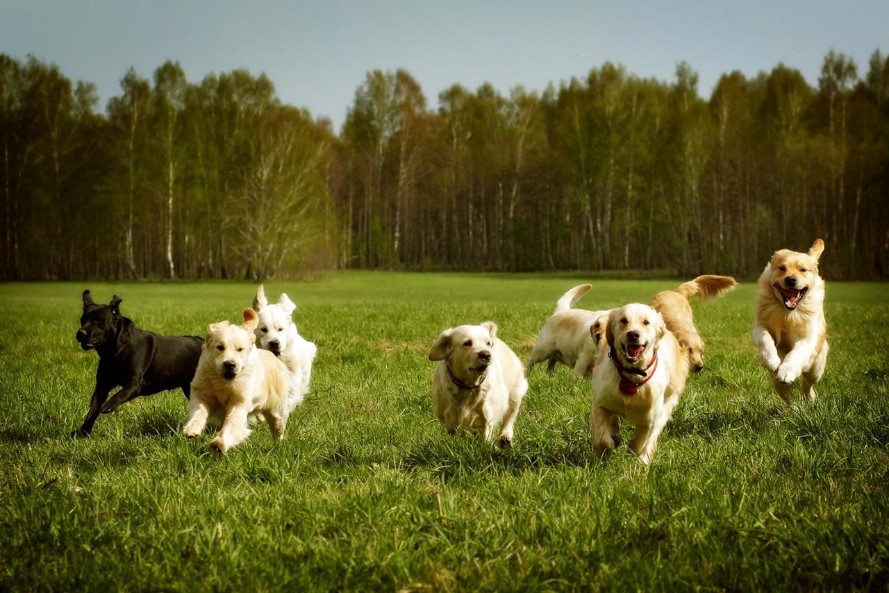 Βόλτα σε σκυλό-παρκο: Τα επικίνδυνα λάθη που πρέπει να αποφύγετε