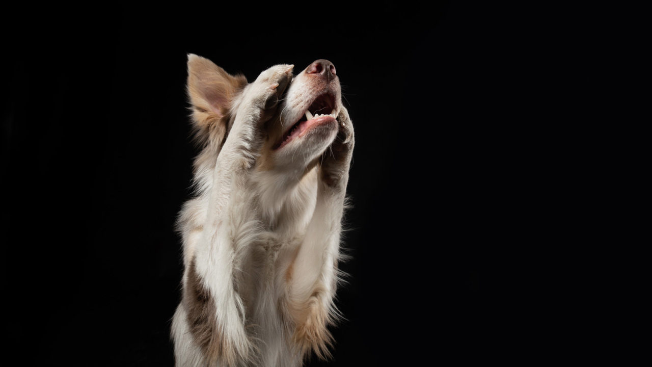 Σκύλος: Σηκώνει την πατούσα και άλλες τέσσερις χαριτωμένες κινήσεις – Δείτε τι σημαίνουν