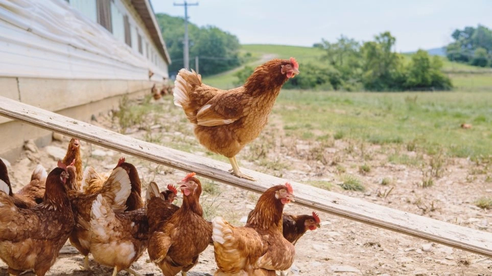 Τσεχία: Θα θανατωθούν 80.000 κοτόπουλα λόγω της γρίπης των πτηνών