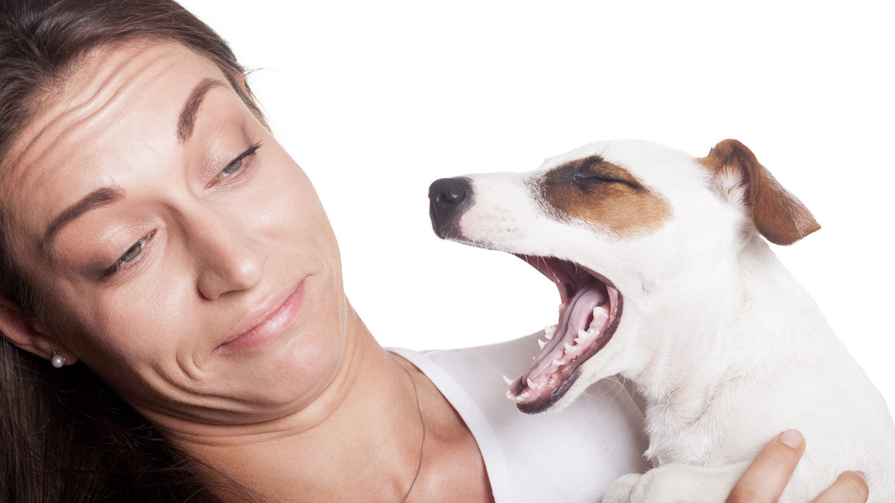 Σκύλος: Γιατί μυρίζει άσχημα η αναπνοή του; – Πως θα λύσετε το πρόβλημα