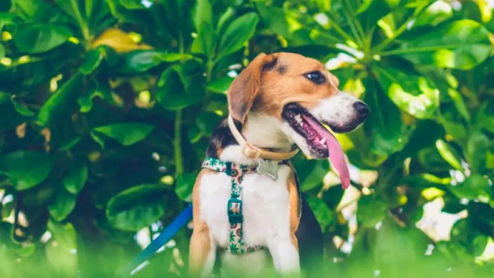 Κορωνοϊός: Σκύλοι εκπαιδεύονται για να τον ανιχνεύουν σε συναυλίες