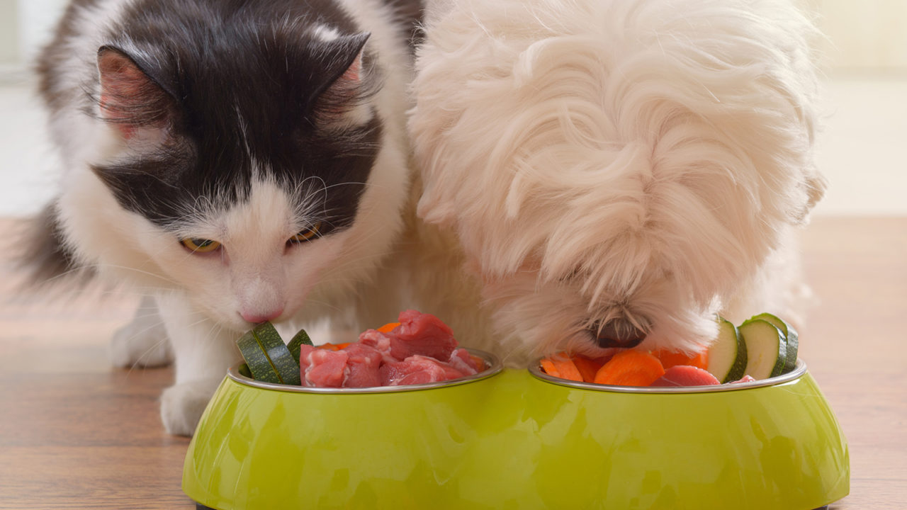 Σκύλος και γάτα: Αυτή είναι η διατροφή που κάνει καλό στην υγεία τους