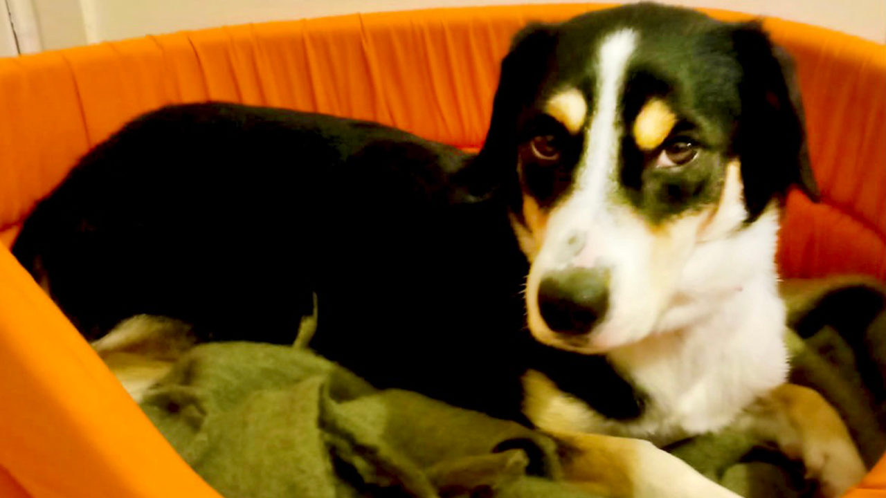 Μπέλλα: Μια παιχνιδιάρα σκυλίτσα αναζητά οικογένεια