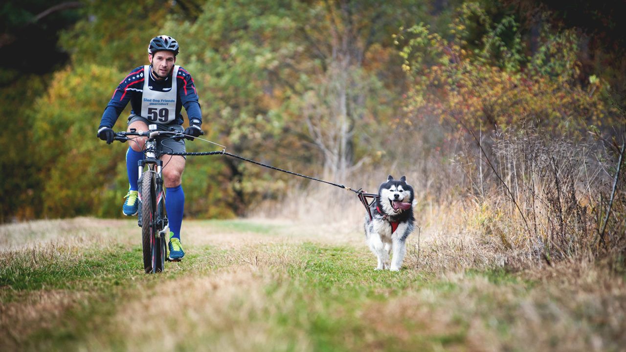 Εσείς ποδήλατο και ο σκύλος δίπλα: Τέσσερα πράγματα που μπορεί να πάνε στραβά