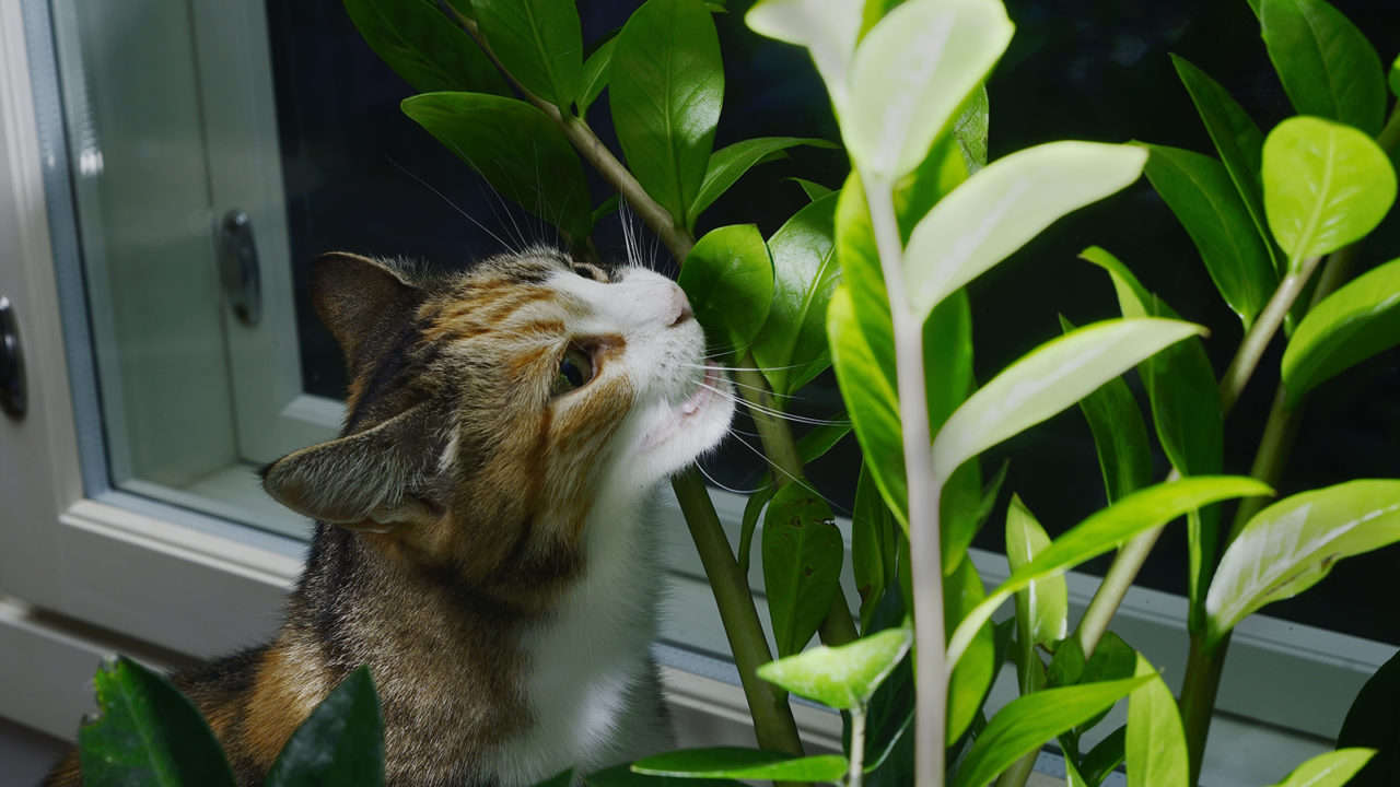 Αυτός είναι ο λόγος που οι γάτες τρώνε χορτάρι – Τι να προσέξετε