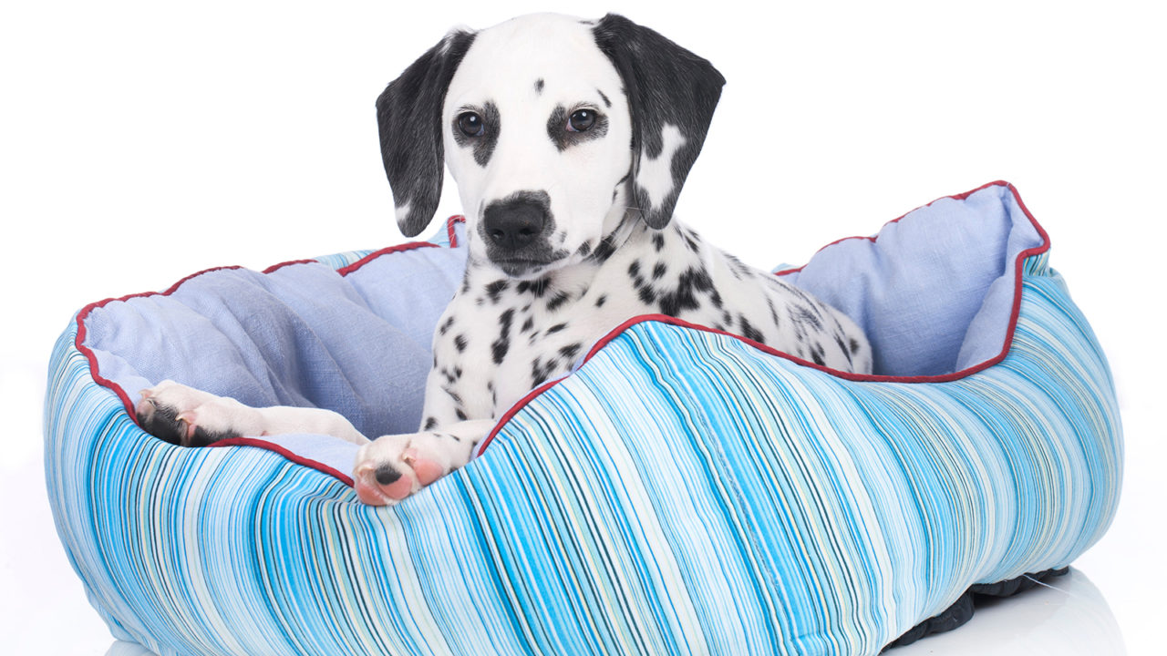 Σκύλος: Γιατί «σκάβει» πριν ξαπλώσει και άλλες 4 παράξενες συμπεριφορές