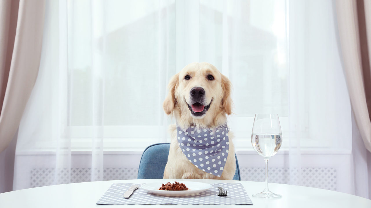 Σκύλος: Πέντε λόγοι που δεν πρέπει να τον ενοχλούμε όταν τρώει