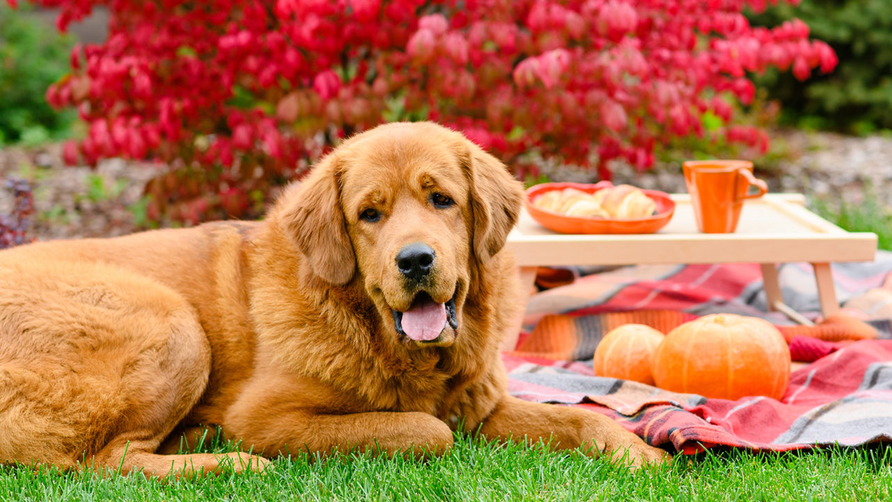 Σκύλος: Το πλούσιο σε αντιοξειδωτικά λαχανικό που βοηθά το πεπτικό του