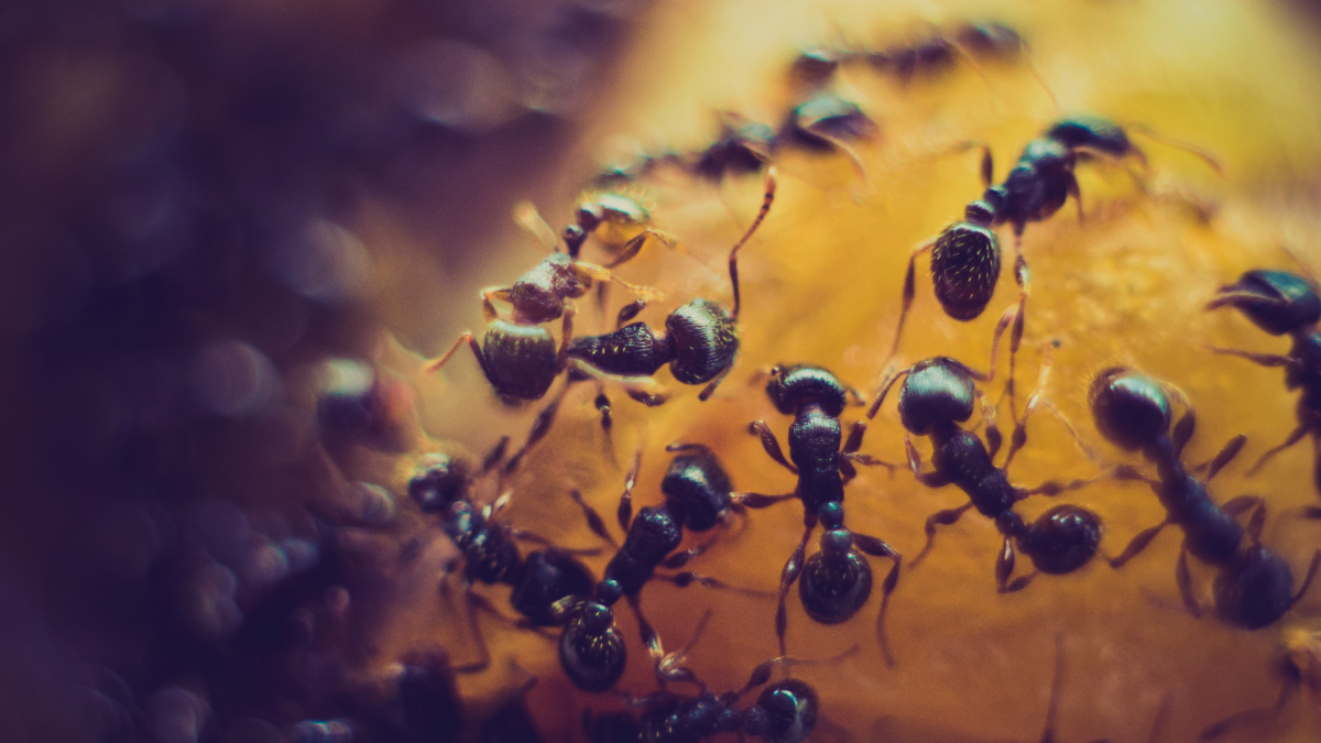 Καρκίνος: Το έντομο με τη «δυνατή» όσφρηση που τον ανιχνεύει