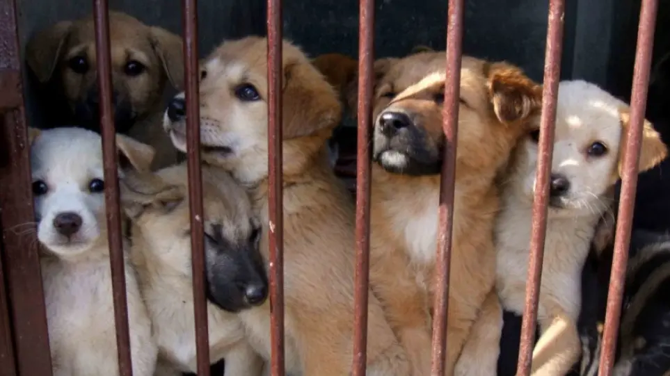 Στέλιος Πέτσας: «Μέγα-πρόγραμμα στειρώσεων για τα αδέσποτα ζώα συντροφιάς»