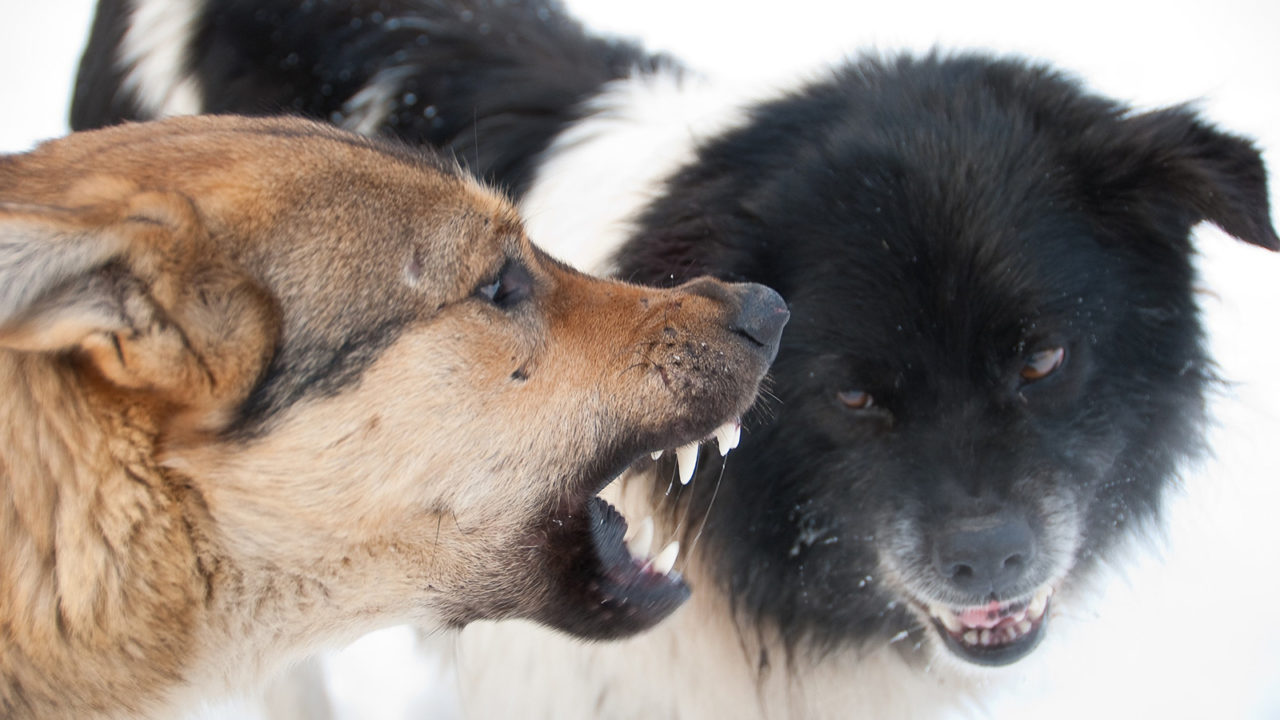 Σκύλοι: 6 λόγοι που τσακώνονται μεταξύ τους – 8 τρόποι να το αποτρέψουμε