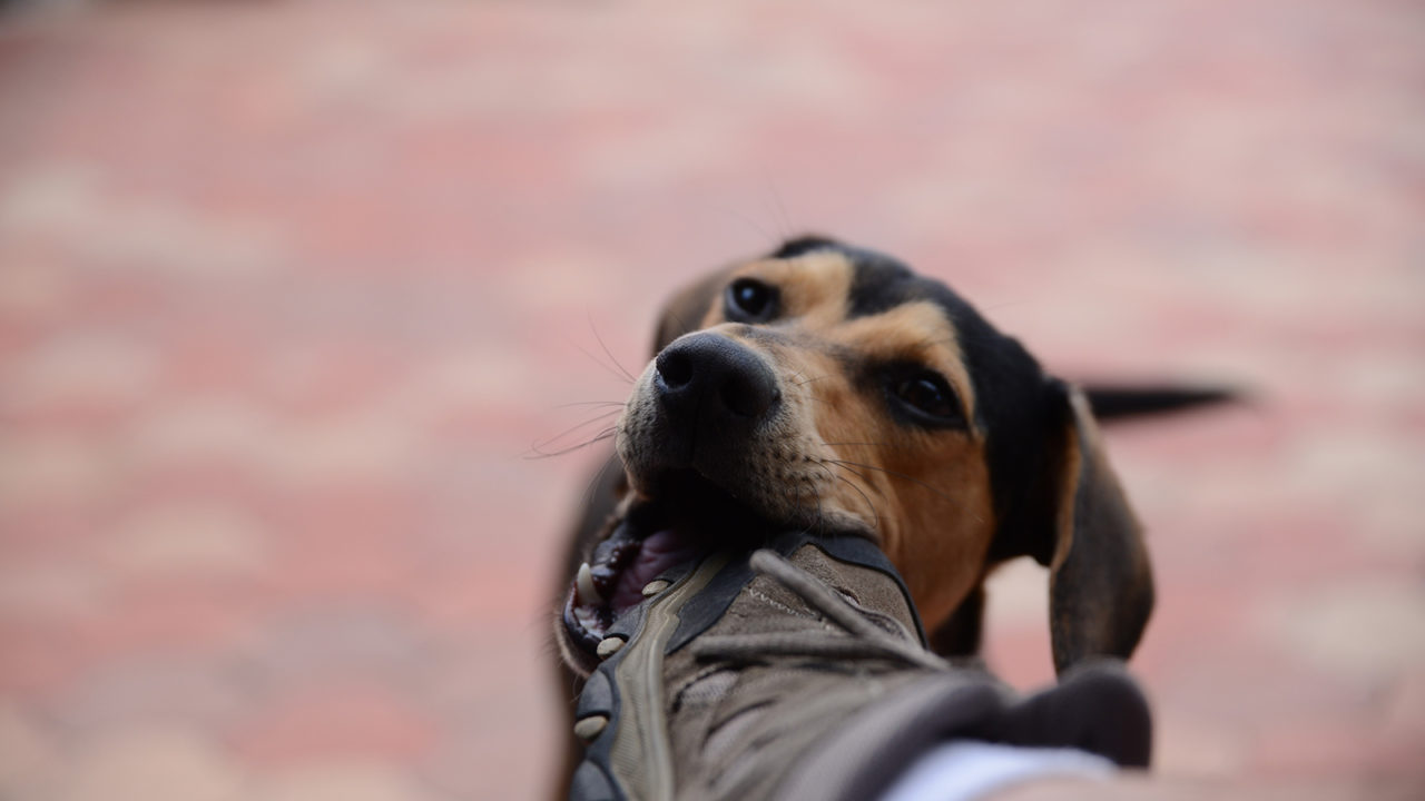 Σκύλος: 5 λόγοι που εκδηλώνει «κακή» συμπεριφορά – Πότε φταίμε εμείς