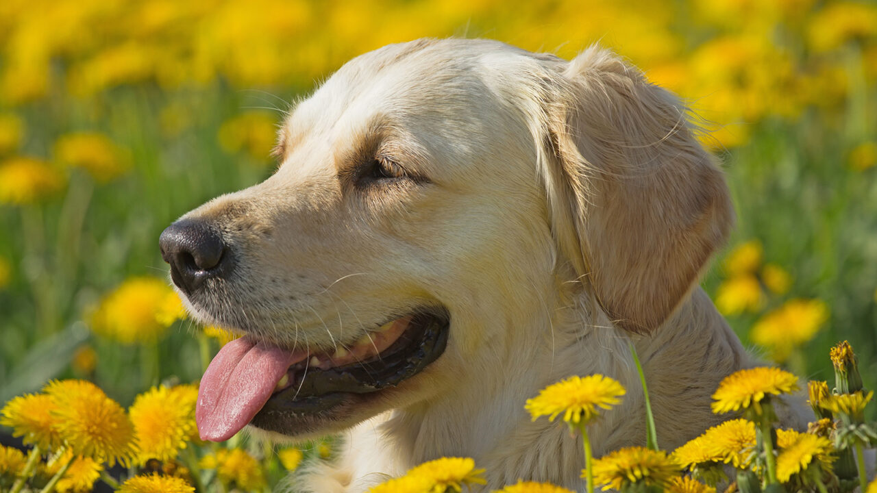 Σκύλος: Πώς θα τον προφυλάξετε από τους κινδύνους της Άνοιξης