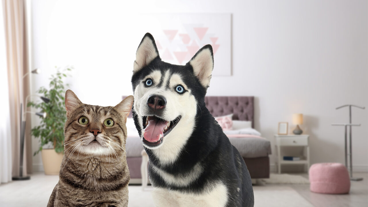 Στείρωση: Πόσο επηρεάζει τη λίμπιντο του σκύλου και της γάτας