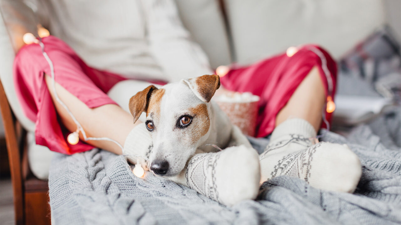 Σκύλος: Γιατί θέλει να κοιμάται στα πόδια μας – Τα μηνύματα που στέλνει