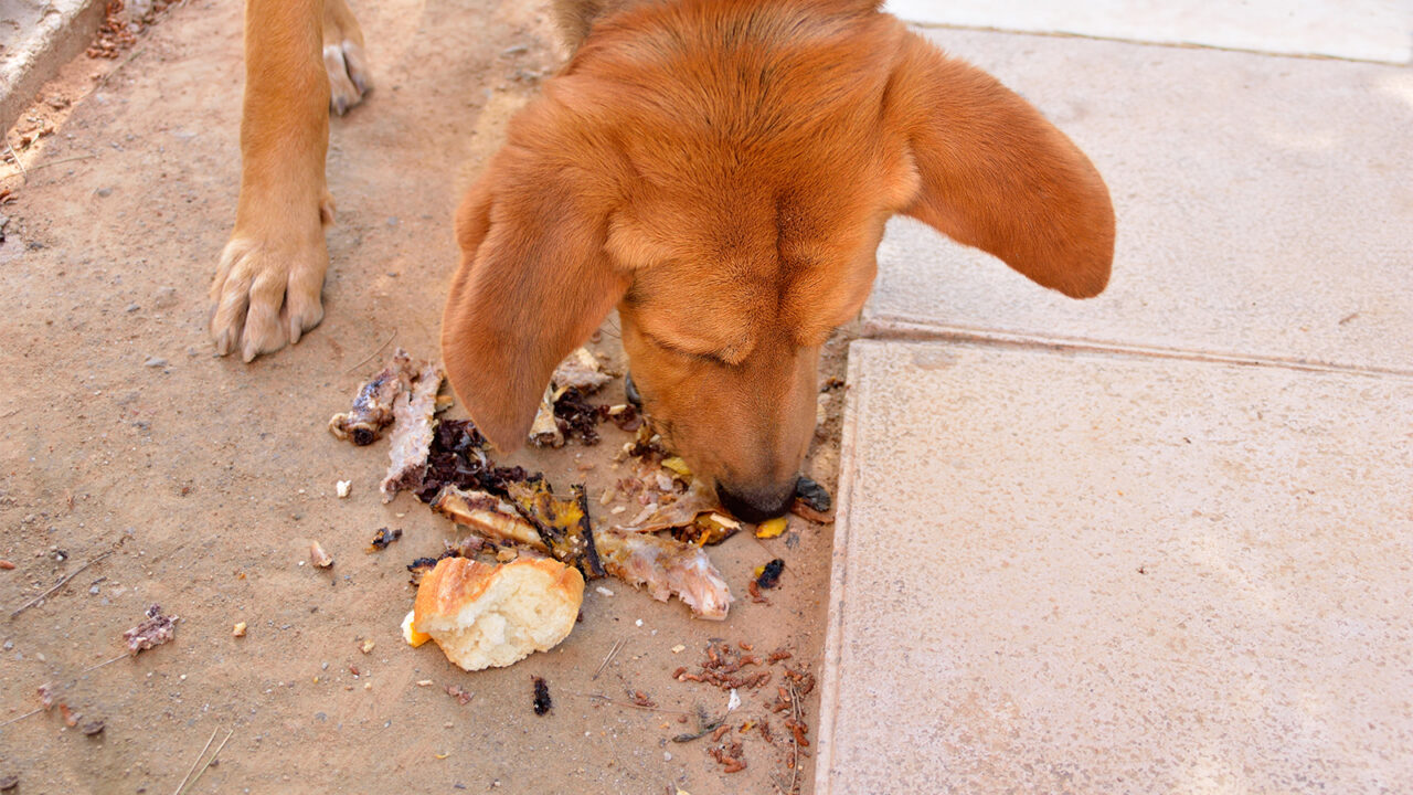 Σκύλος: Πώς θα σταματήσει να τρώει ό,τι βρίσκει στη βόλτα – Η κρίσιμη εντολή