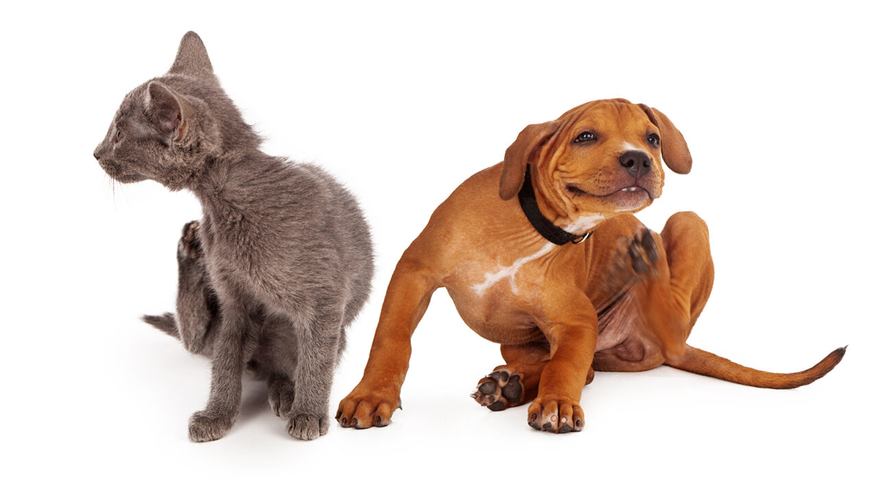 Παράσιτα: Όλοι οι τρόποι να προφυλάξετε το σκύλο και τη γάτα