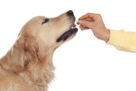 Σκύλος: Πέντε κόλπα να τον «ξεγελάσετε» ώστε να πάρει το χάπι του