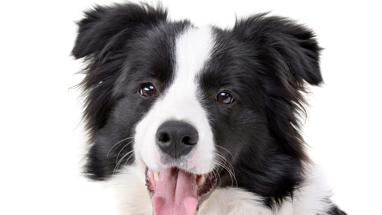 Σκύλος: Πόσα αποκαλύπτει η μύτη του για την υγεία του