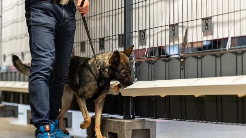 Κορωνοϊός – Γαλλία: Η Covid-19 ανιχνεύεται με μεγαλύτερη αξιοπιστία από σκυλιά σε σχέση με τα μοριακά τεστ